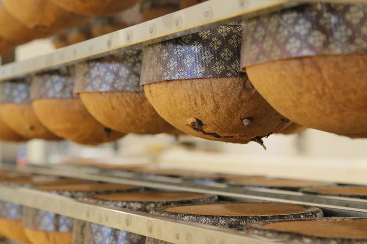 Uva baciata dal sole e senza lattosio: dalla Sicilia arriva un panettone speciale