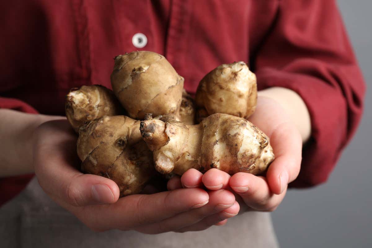 Topinambur, il tubero salutare di cui si parla tanto ma che in pochi conoscono Topinambur, il tubero salutare di cui si parla tanto ma che in pochi conoscono