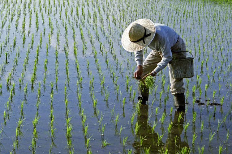 (Tornano i dazi sul riso cambogiano La decisione dell’Unione tra 10 giorni)