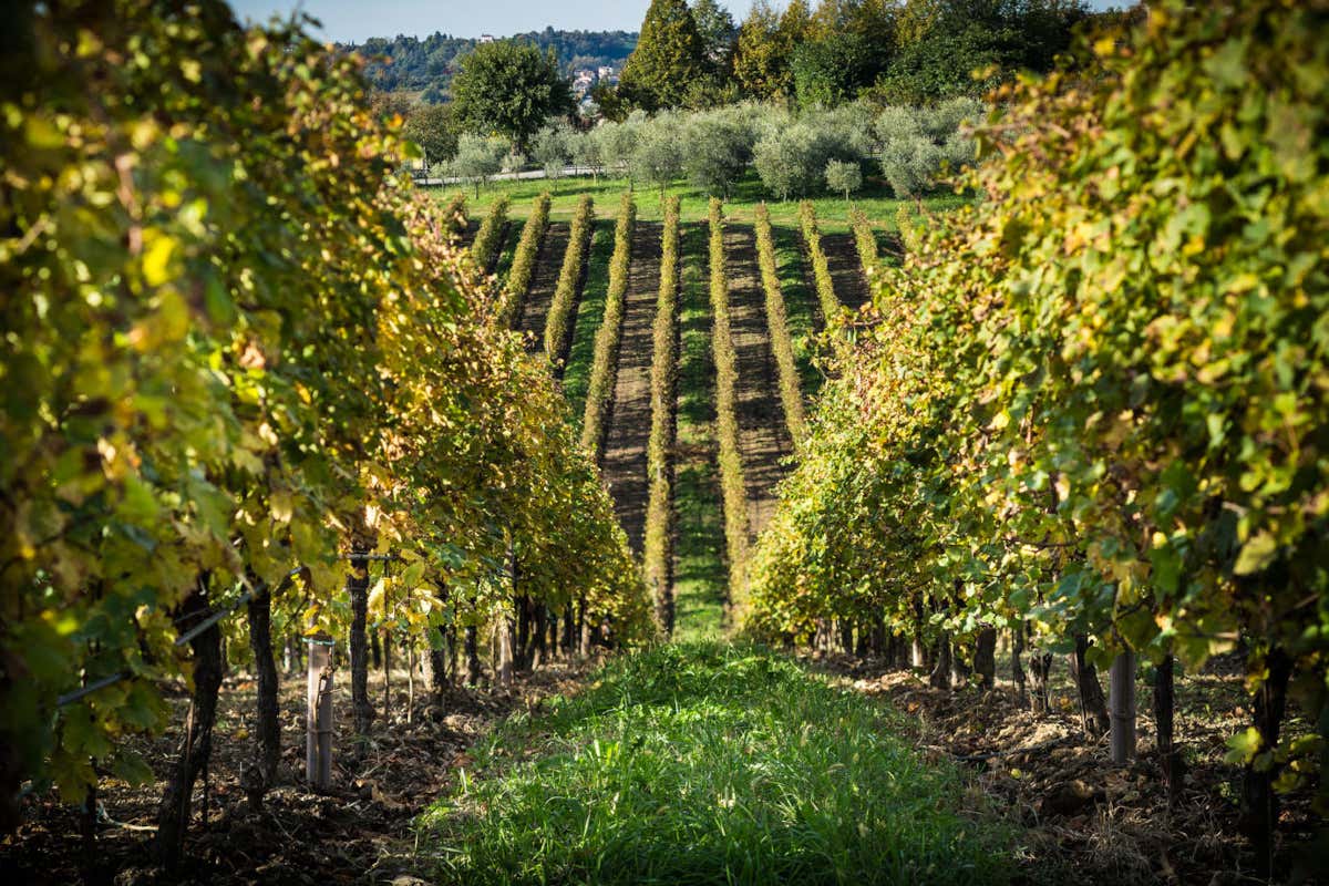 Su Alto e la visione biodinamica della cantina L’Antica Quercia