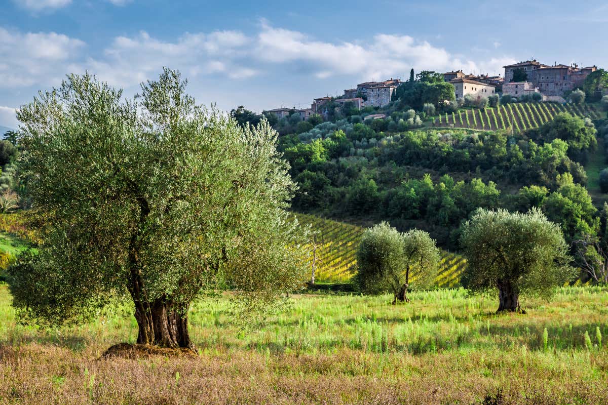 Perché l'olio evo toscano è così ricercato nonostante la bassa produzione?