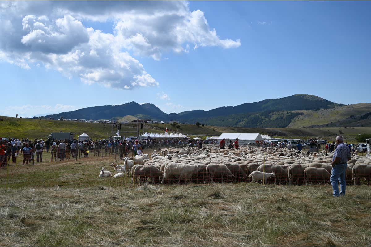 Un gregge di pecore presente alla manifestazione (foto Eikon) Musiche, balli e tipicit&agrave; gastronomiche, la transumanza emoziona l&rsquo;Abruzzo