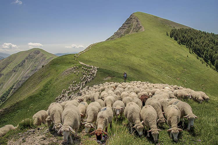 La transumanza è stata eletta Patrimonio Unesco (Transumanza Patrimonio Unesco Ma i pastori lanciano l’allarme)