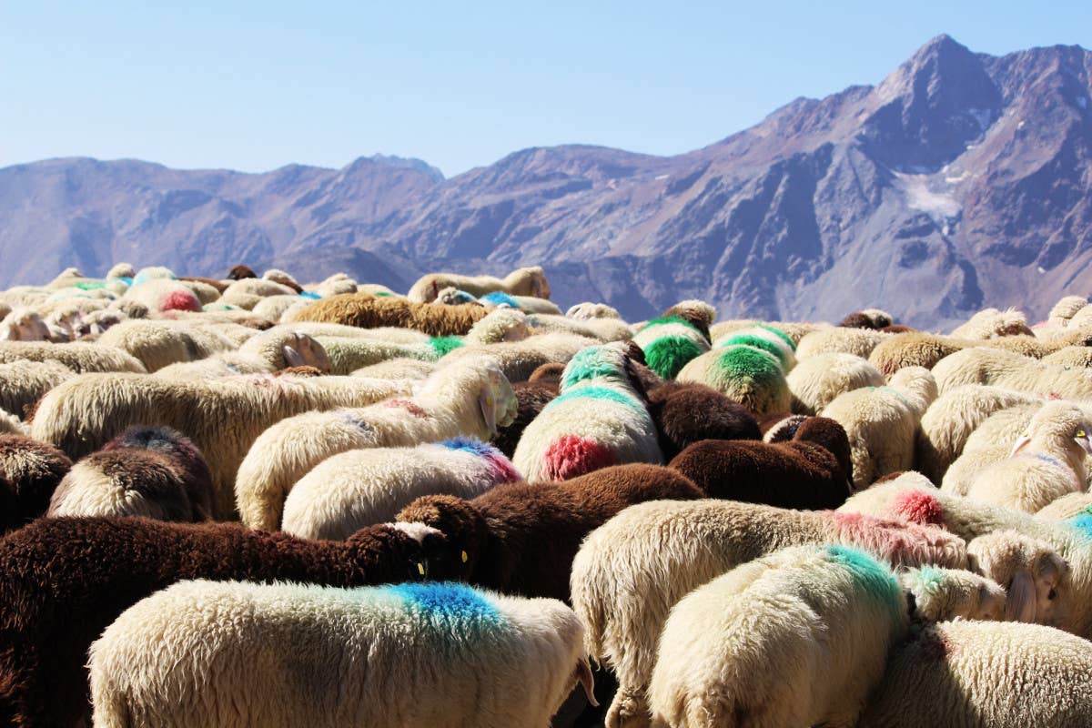 La Val Senales è pronta a celebrare la Transumanza, un patrimonio dell'Unesco