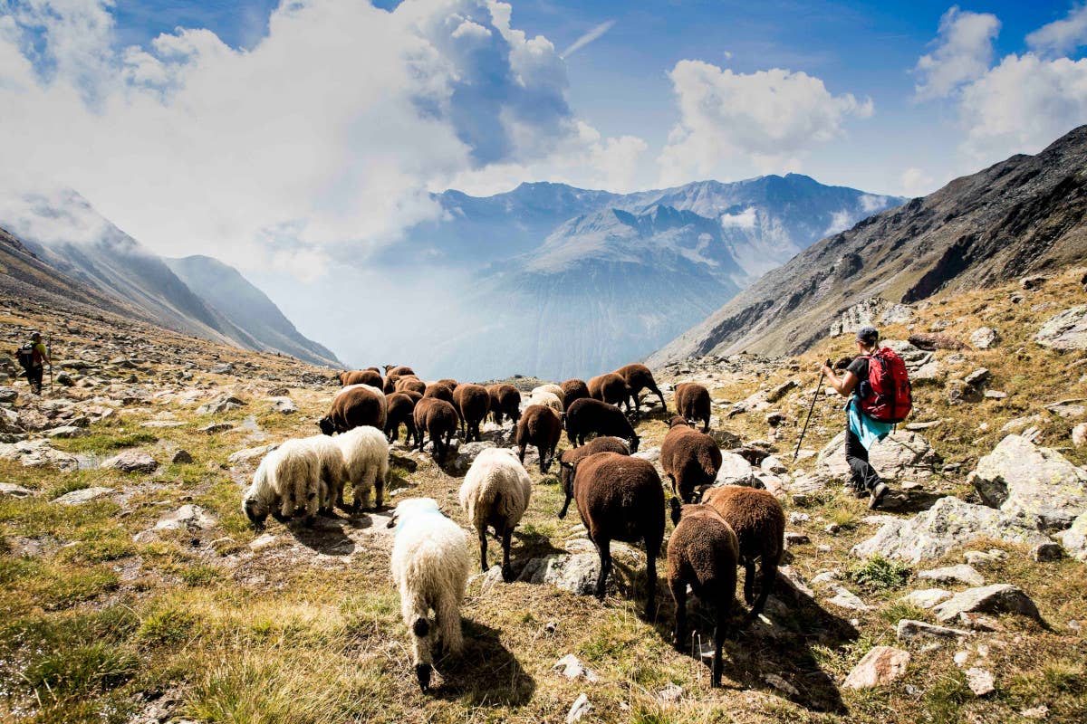 La Val Senales è pronta a celebrare la Transumanza, un patrimonio dell'Unesco