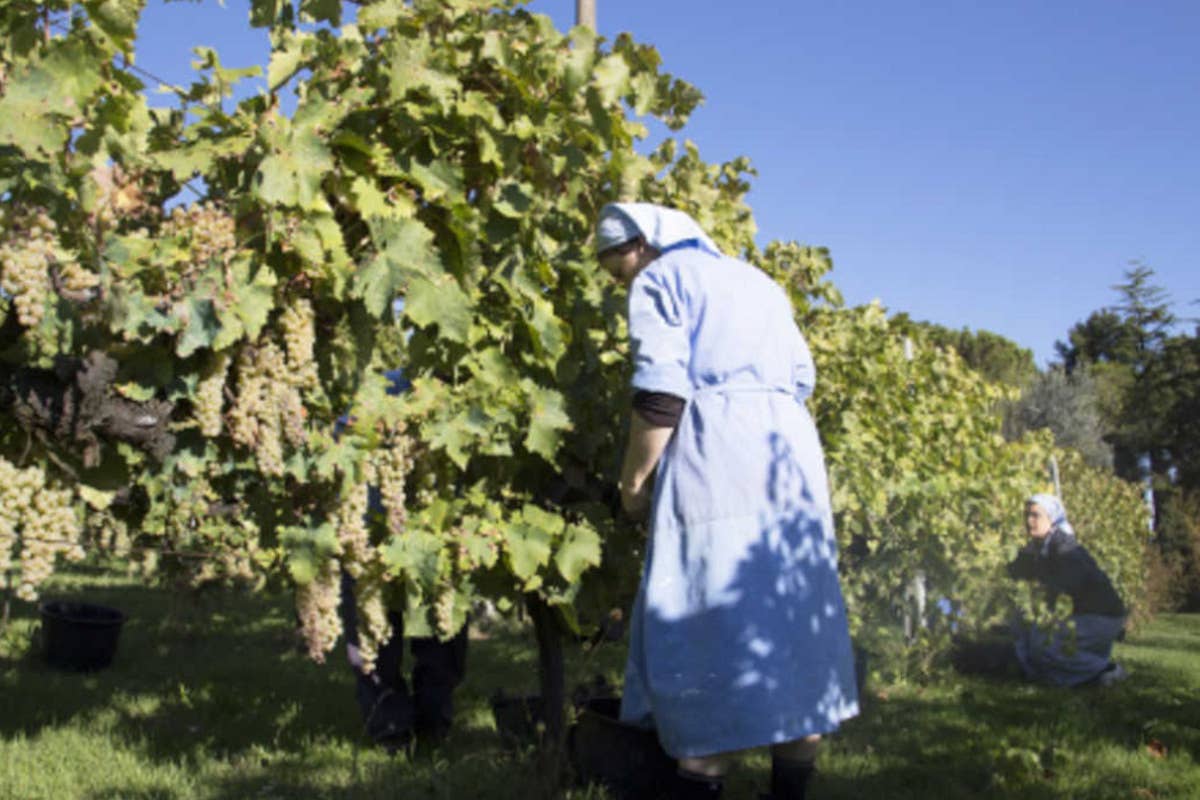 Le Trappiste di Vitorchiano All'Abbazia di Fossanova, la storia dei monaci vigneron