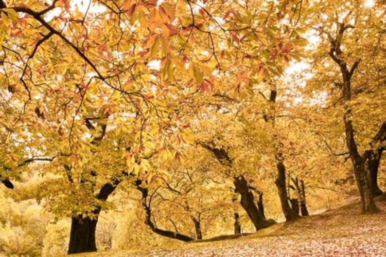 Un viaggio in Trentino per vivere la magia dei colori dell'autunno