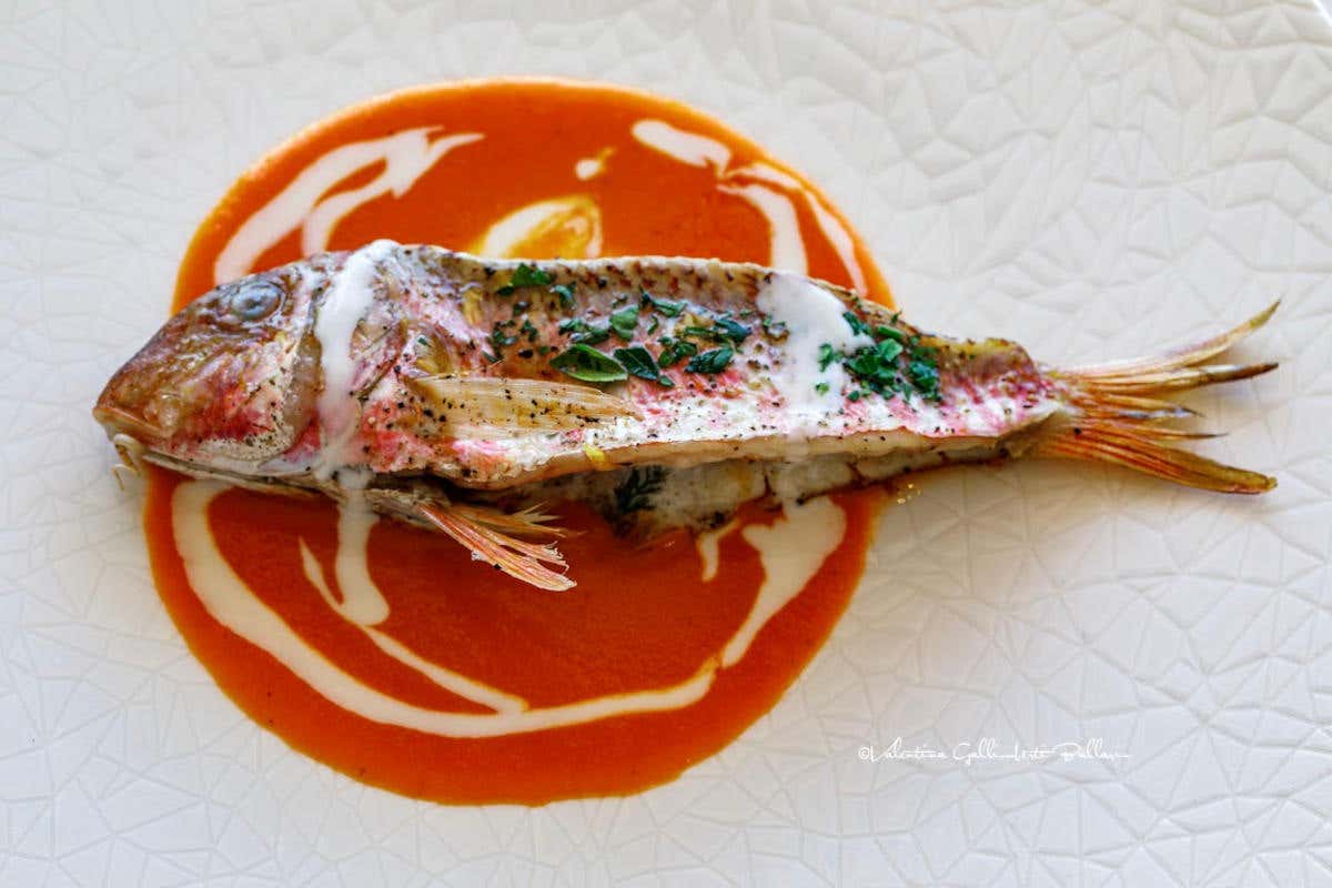 Triglia con acqua di pomodoro alla pizzaiola e profumo di gorgonzola e grana 