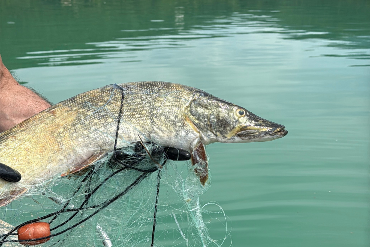 Dal lago al piatto, un “Salto” al ristorante La Trota di Rivodutri