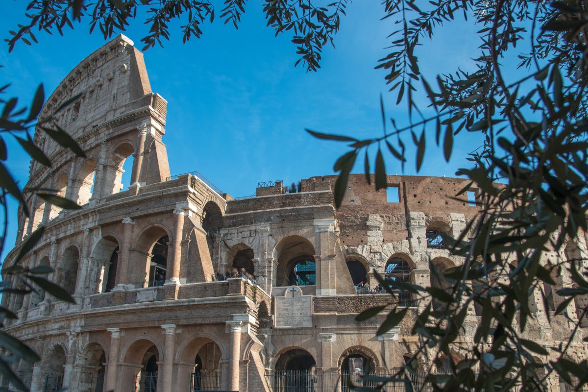 Prima spremitura delle olive del Colosseo: in arrivo l'olio degli antichi Romani