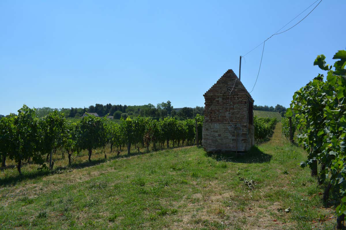 Dal Verdicchio al Montepulciano: un viaggio nei grandi vini di Umani Ronchi