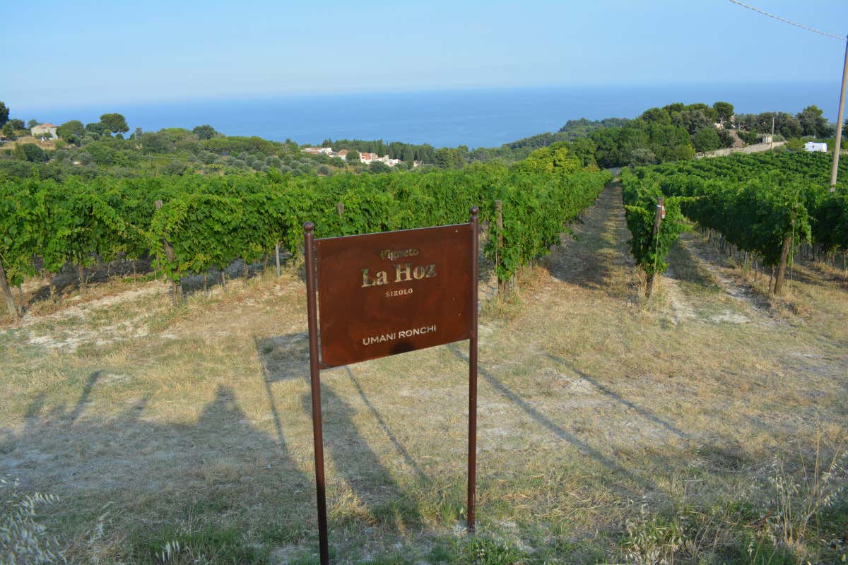 Dal Verdicchio al Montepulciano: un viaggio nei grandi vini di Umani Ronchi