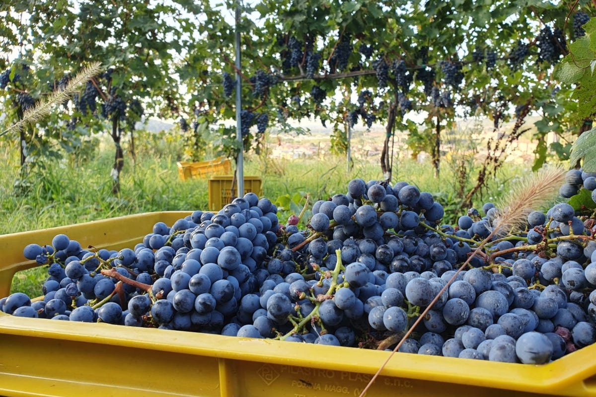 Parta la vendemmia nelle vigne di Terre D’Aenòr in Franciacorta