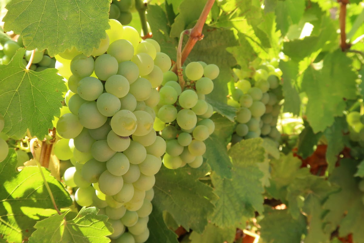 Alla scoperta dei vini spagnoli: il Verdejo secondo Bodegas Menade