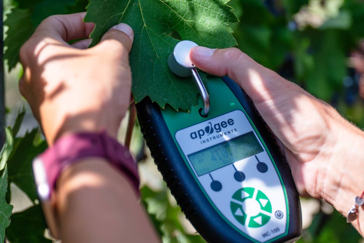 Agricoltura rigenerativa: ecco come i vignaioli rivoluzionano la viticoltura