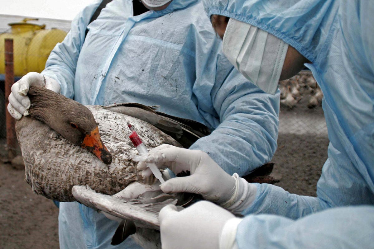 Influenza aviaria in Francia inizia la vaccinazione delle anatre