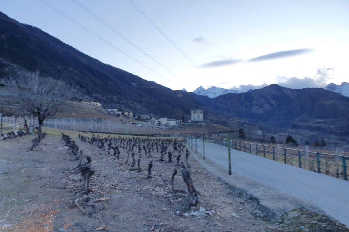 Vino e tartufo, ogni regione ha il suo abbinamento ideale: il Fumin della Valle d’Aosta