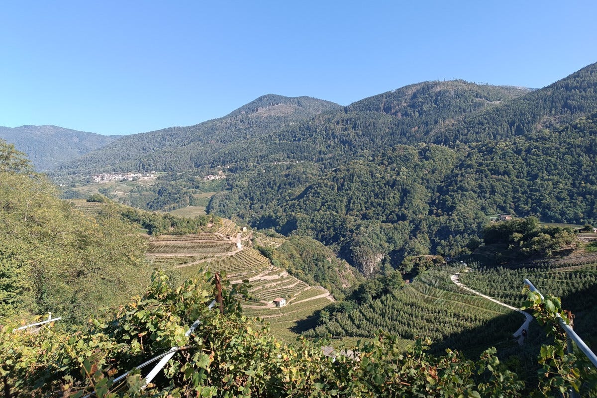 I vini eroici della Val di Cembra: un patrimonio da scoprire e gustare