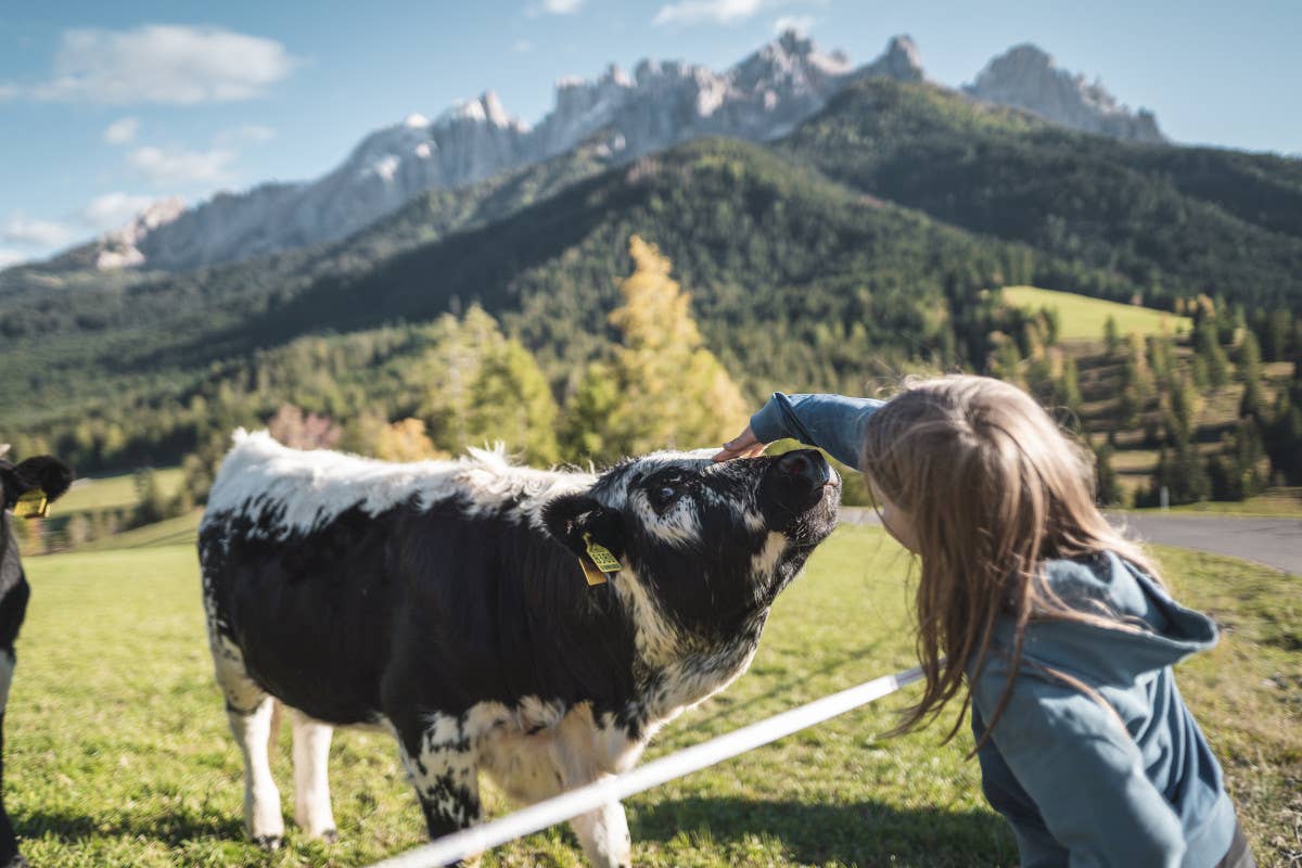 Selvaggina & Funghi: in Val d'Ega è un autunno di gusto