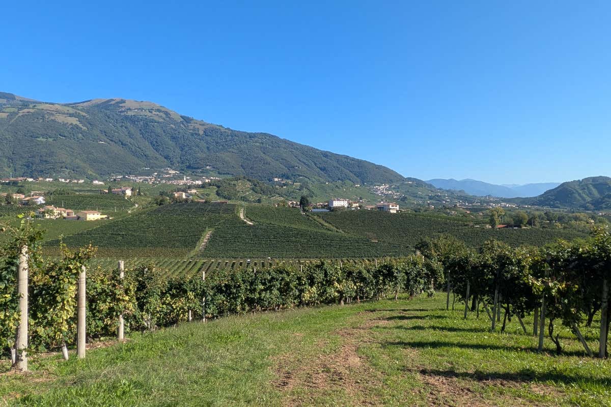 Dentro Val d’Oca: così lavora la grande cooperativa del Prosecco Dentro Val d’Oca: così lavora la grande cooperativa del Prosecco