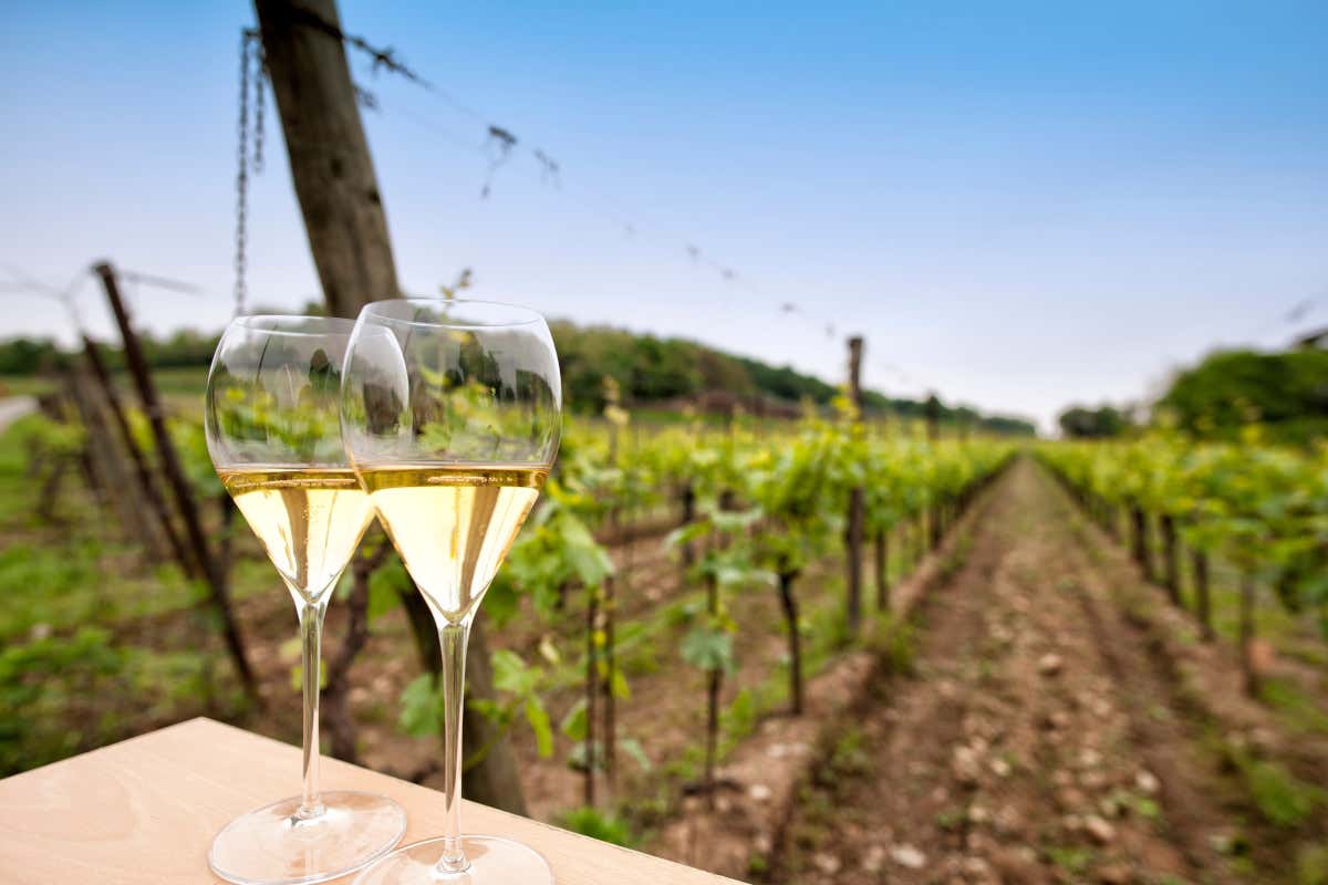 Dentro Val d’Oca: così lavora la grande cooperativa del Prosecco Dentro Val d’Oca: così lavora la grande cooperativa del Prosecco