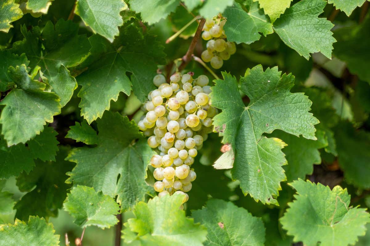 Dentro Val d’Oca: così lavora la grande cooperativa del Prosecco Dentro Val d’Oca: così lavora la grande cooperativa del Prosecco