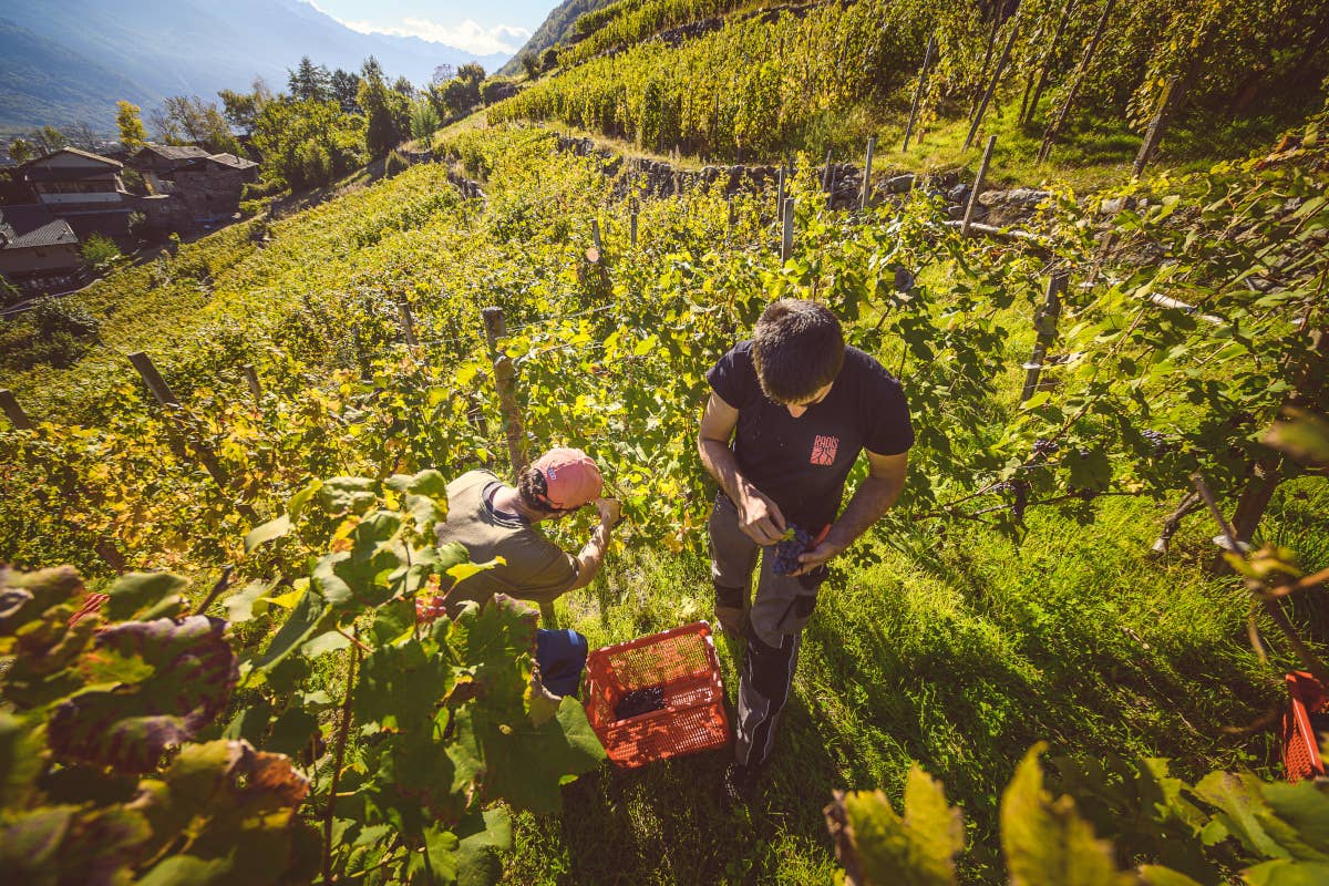 Valtellina Wine Festival 2024: un brindisi tra storia e sapori
