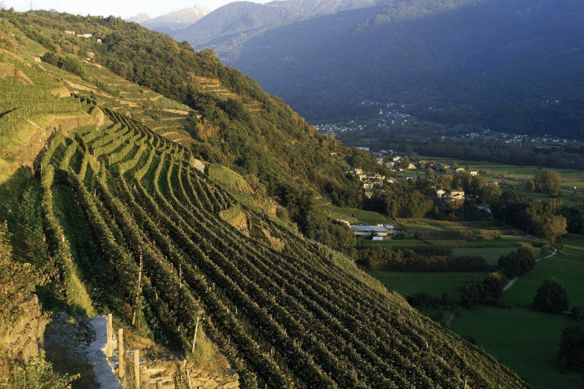 Vigneti in Valtellina  Il vino per le Olimpiadi di Milano? “Quello della Valtellina”