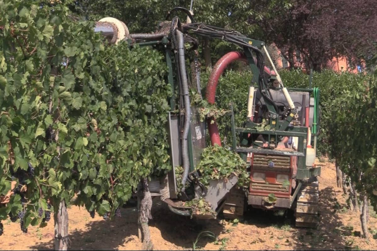 Manca il personale, le cantine scelgono la vendemmia meccanizzata