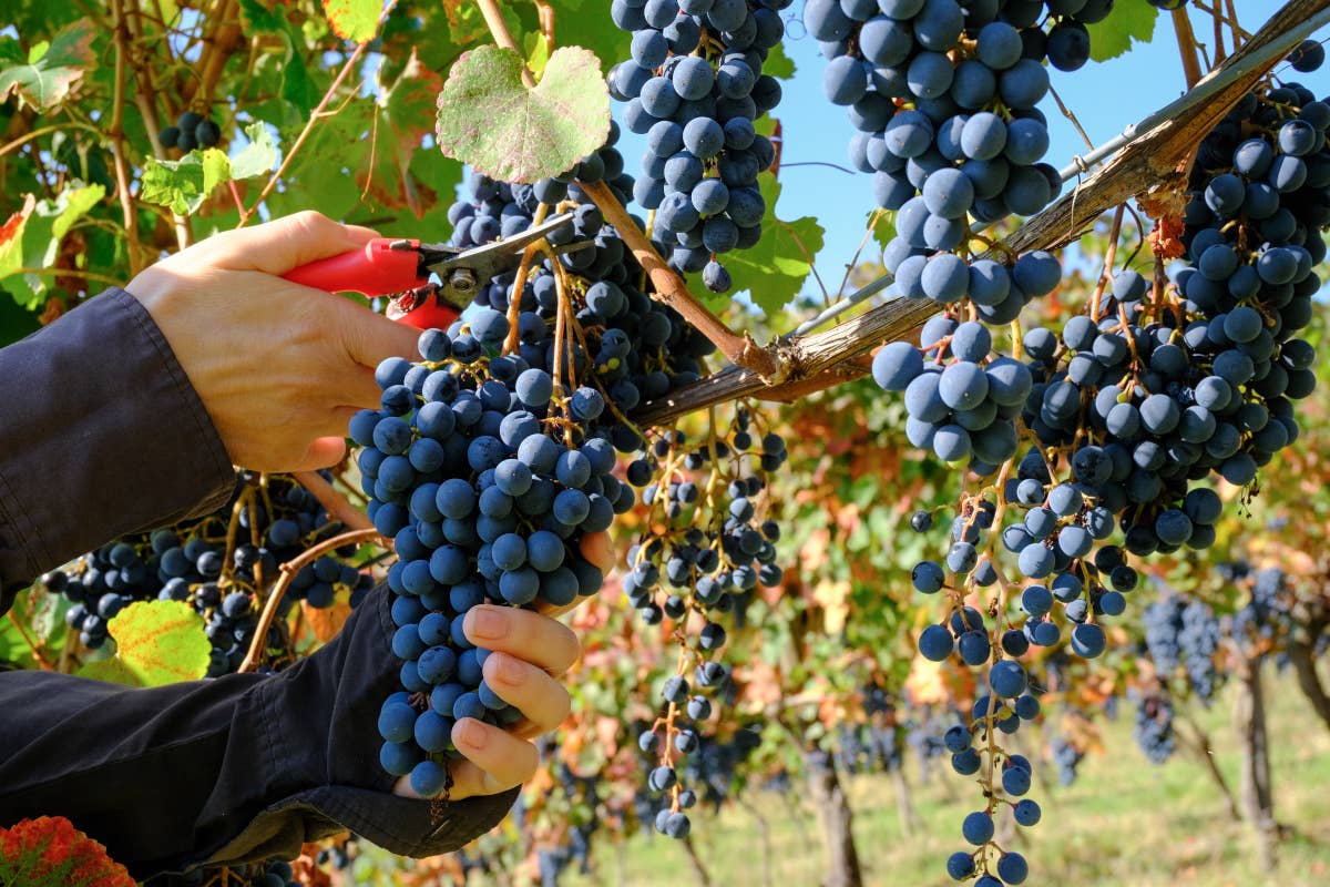 Vendemmia 2024: un primo bilancio tra sfide e opportunità