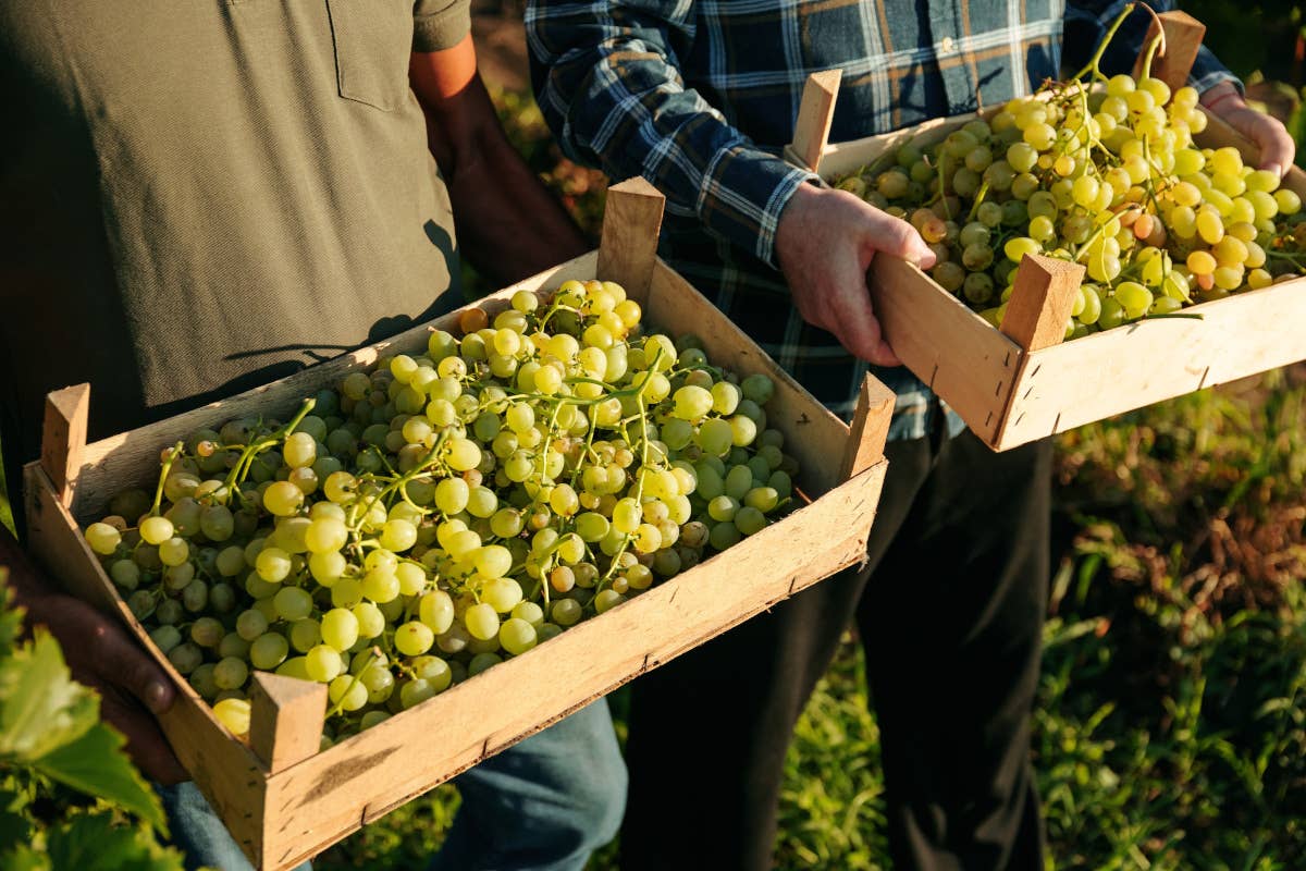 Vendemmia 2024: il clima mette a dura prova il vino italiano