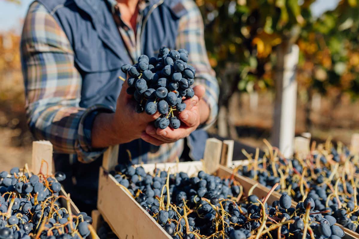 Vendemmia 2024, ecco alcune delle prime anticipazioni Vendemmia 2024, ecco alcune delle prime anticipazioni