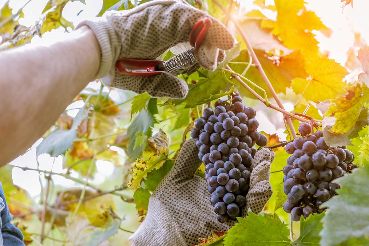 Posticipato al 30 novembre il termine ultimo per la dichiarazione di vendemmia relativa alla campagna 2021-22 Vino e prevenzione del rischio, ecco le novità sul tavolo di Stato e Regioni