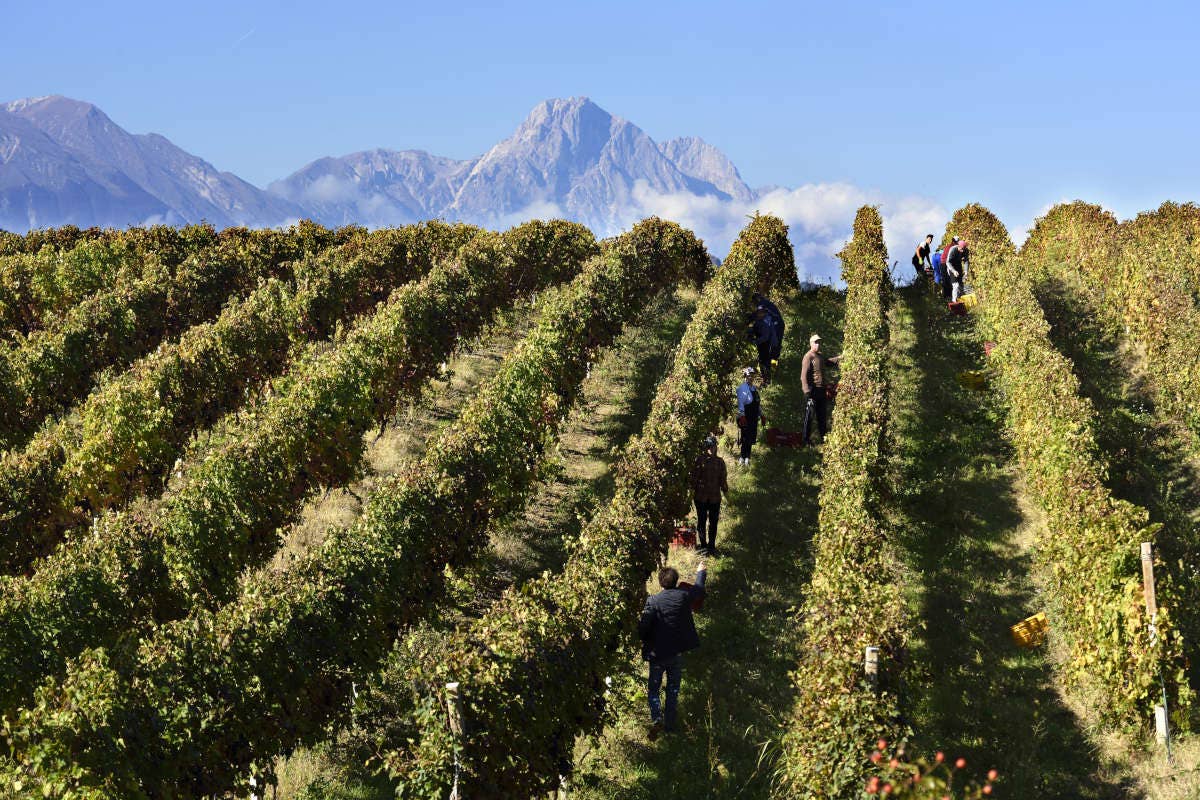 Vendemmia sfide climatiche e Peronospora colpiscono i vini d’Abruzzo