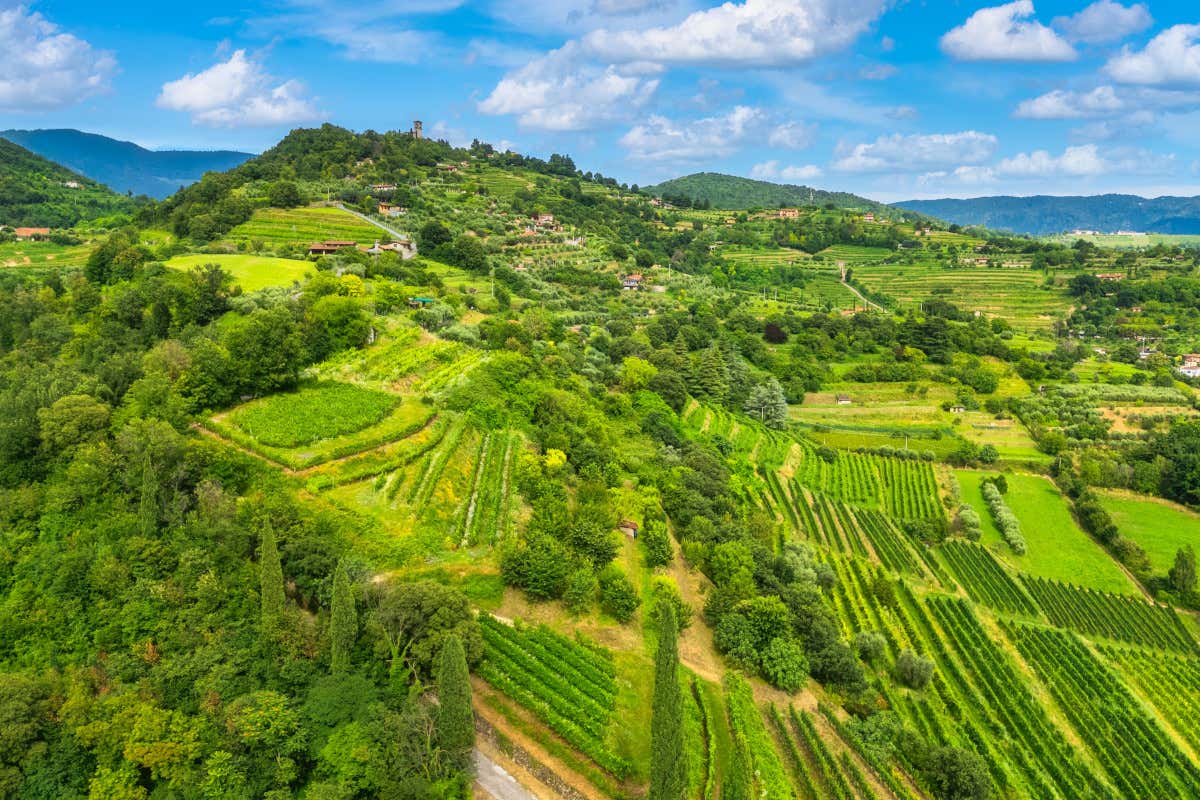 Più uva e qualità intatta: la Franciacorta del vino fiduciosa per la vendemmia 2025 Più uva e qualità intatta: la Franciacorta del vino fiduciosa per la vendemmia 2025