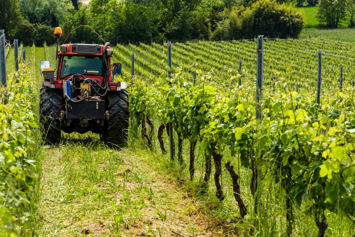 Più uva e qualità intatta: la Franciacorta del vino fiduciosa per la vendemmia 2025 Più uva e qualità intatta: la Franciacorta del vino fiduciosa per la vendemmia 2025