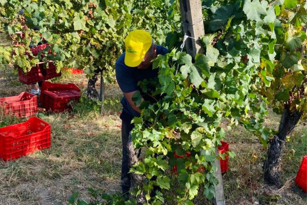 Dalla vendemmia all'osteria: il vino dà lavoro a 15 milioni di italiani