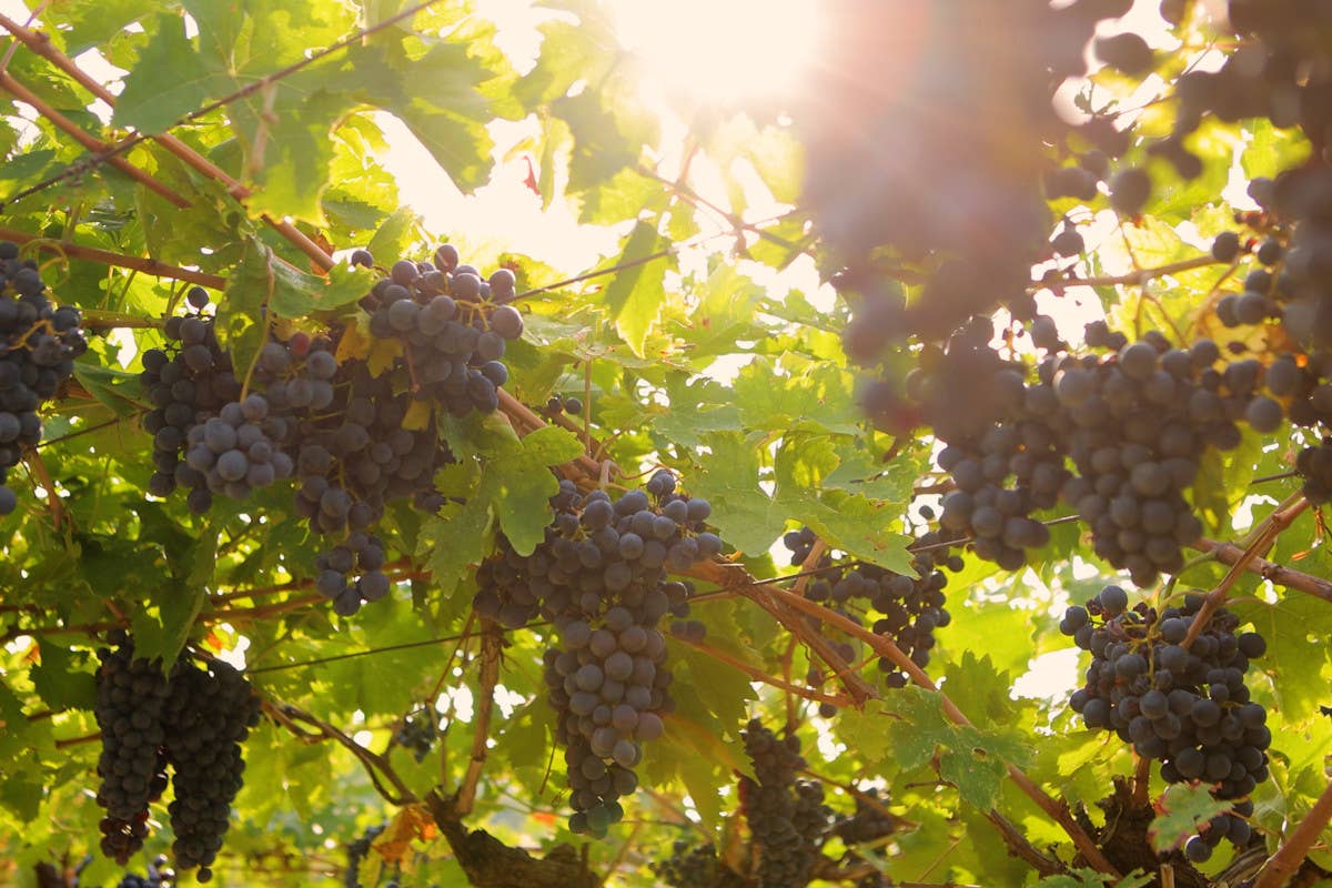 Vendemmia 2024: uve eccellenti in Valpolicella nonostante il clima difficile