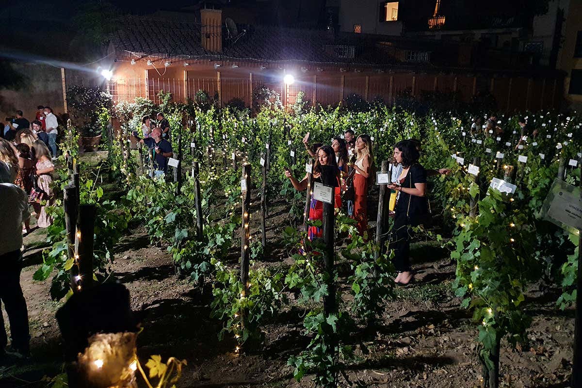 Vendemmiata romana Vendemmiata romana