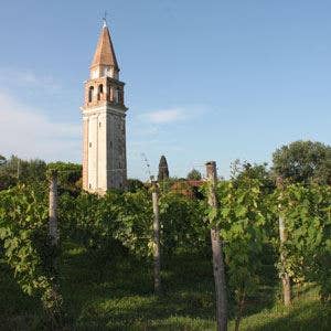 venissa vino