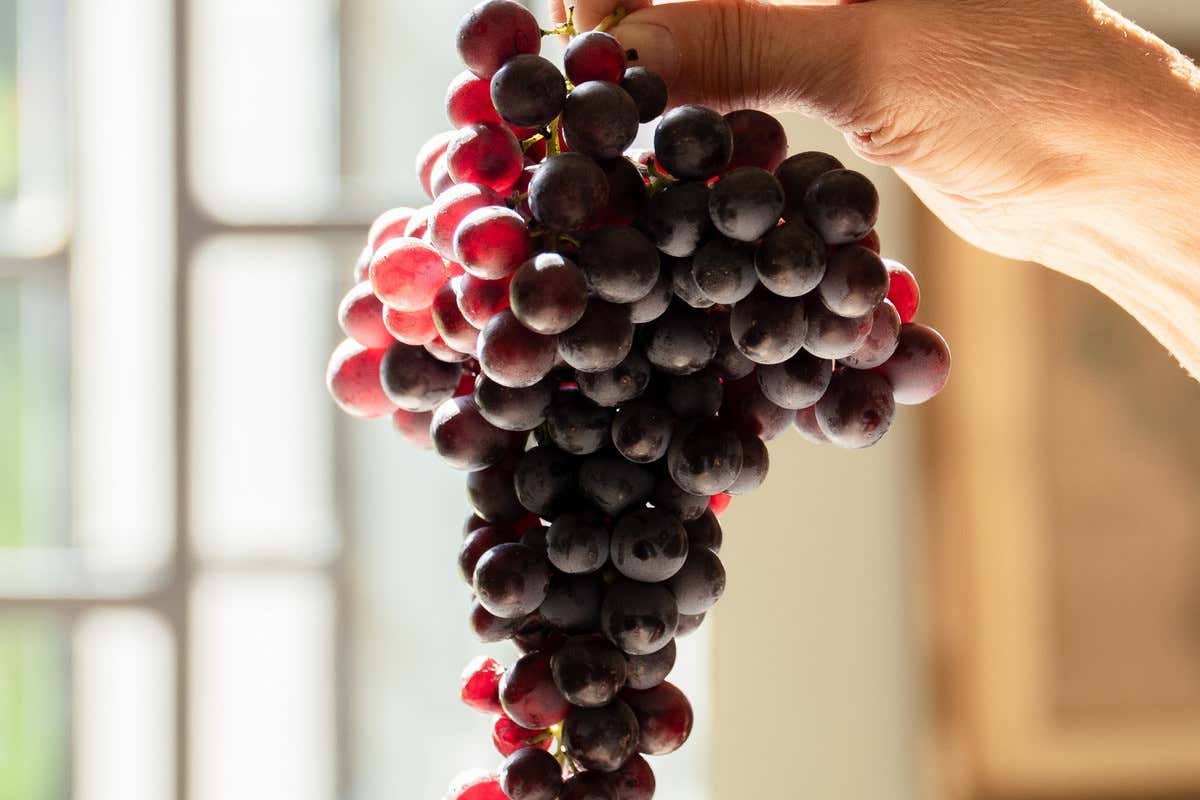 Nelle Langhe c’è un vino rosso (unico) che ha compiuto 30 anni