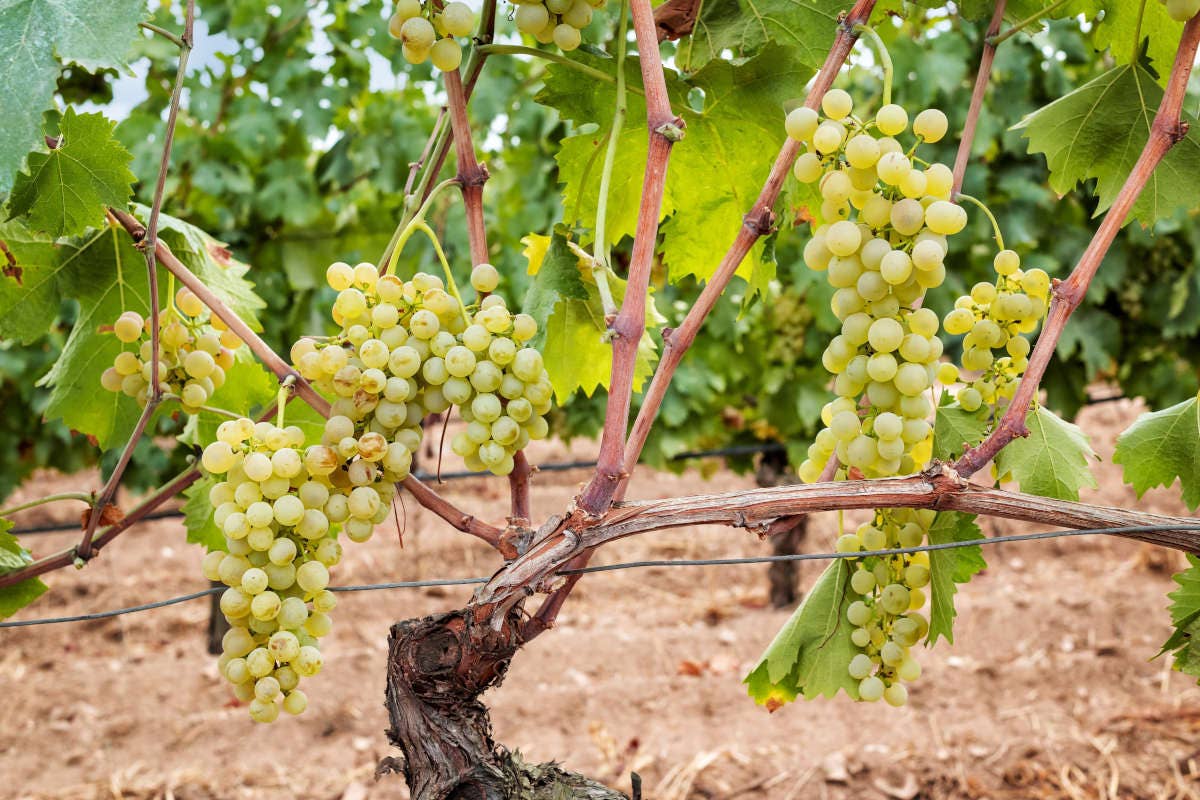 £$L'Italia del Vino:$£ quattro interpretazioni del Vermentino sardo