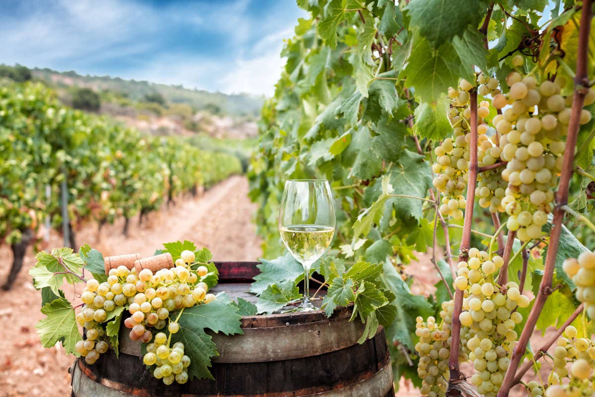 £$L'Italia del Vino:$£ quattro interpretazioni del Vermentino sardo