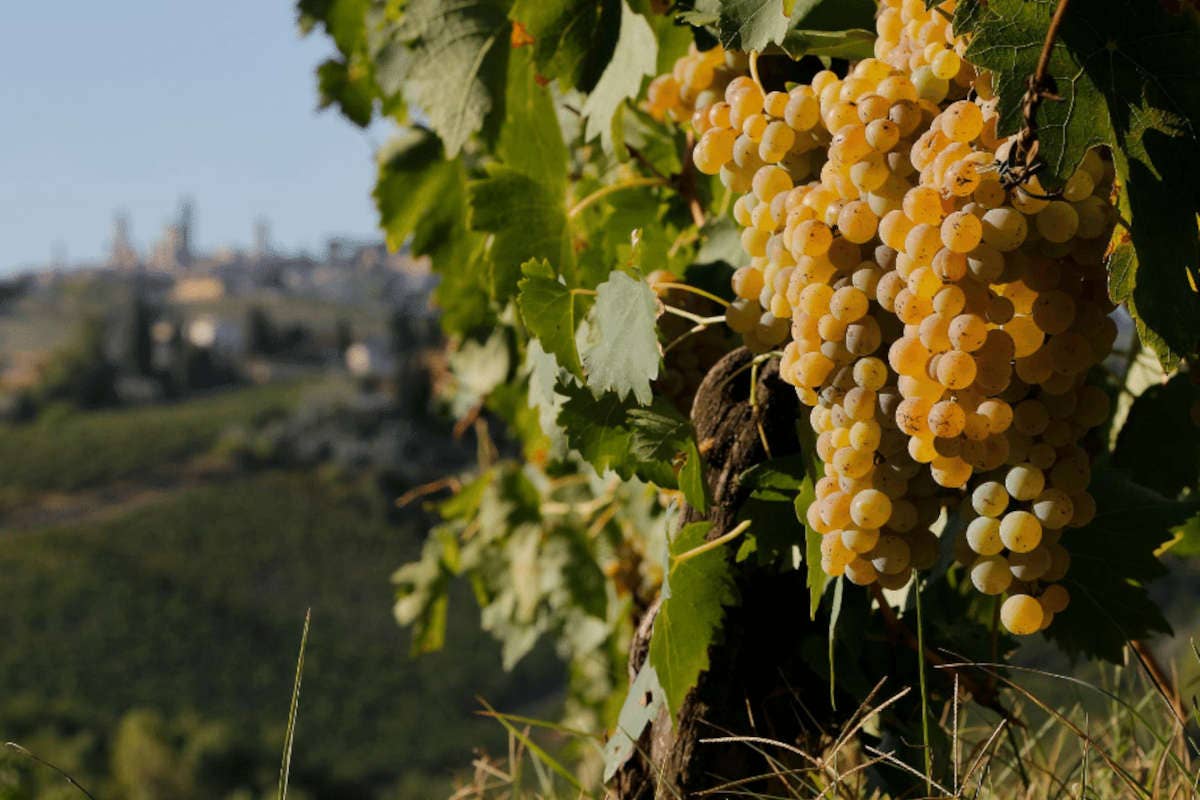 Vernaccia di San Gimignano, il bianco che sfida i cambiamenti climatici (e vince)