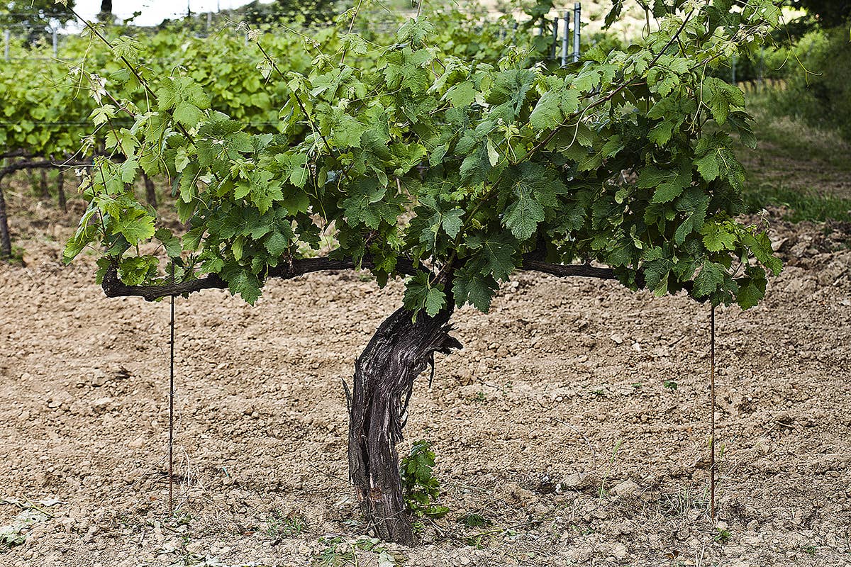 Vigna Le Nicchie nasce da una vigna di Tempranillo di 115 anni prefillossera Il Tempranillo di San Miniato lo firma Beconcini