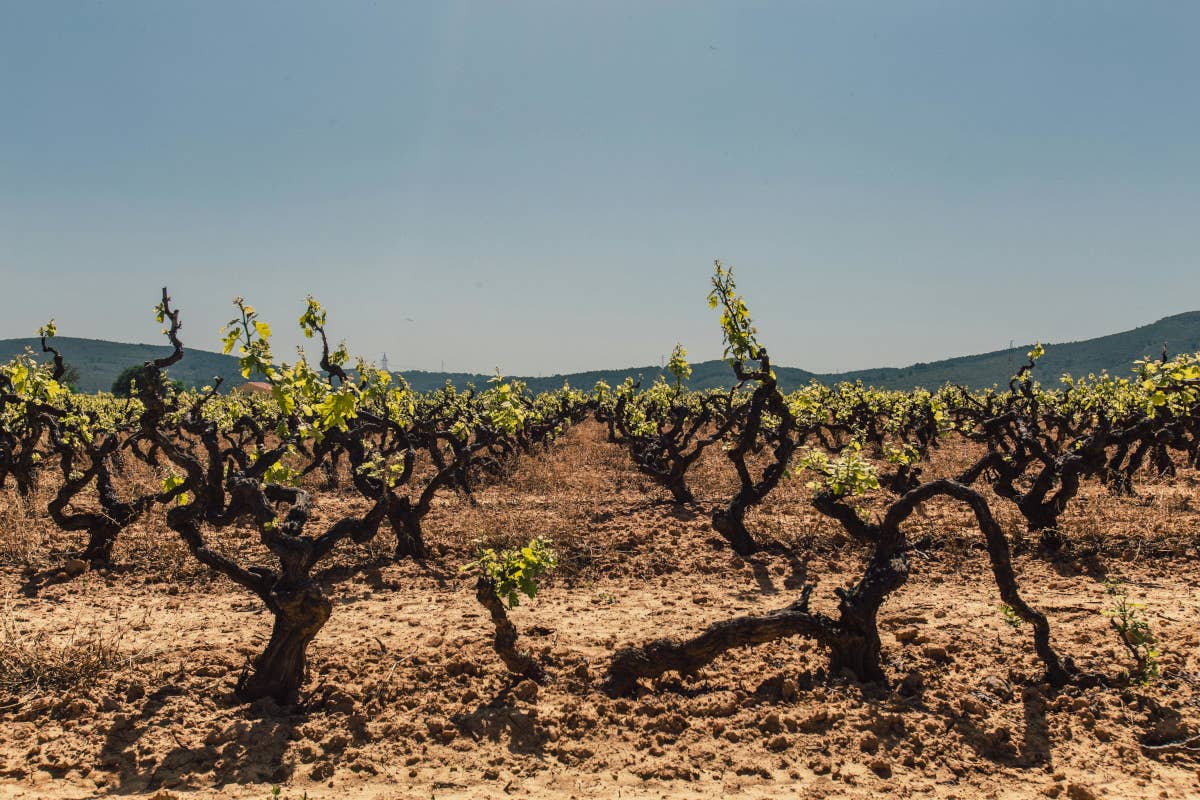 Agricoltura rigenerativa: ecco come i vignaioli rivoluzionano la viticoltura