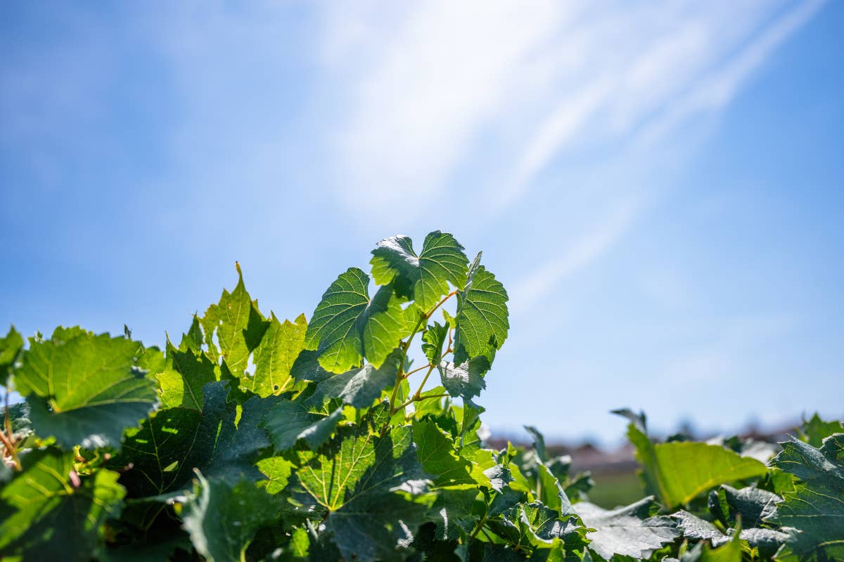 Agricoltura rigenerativa: ecco come i vignaioli rivoluzionano la viticoltura