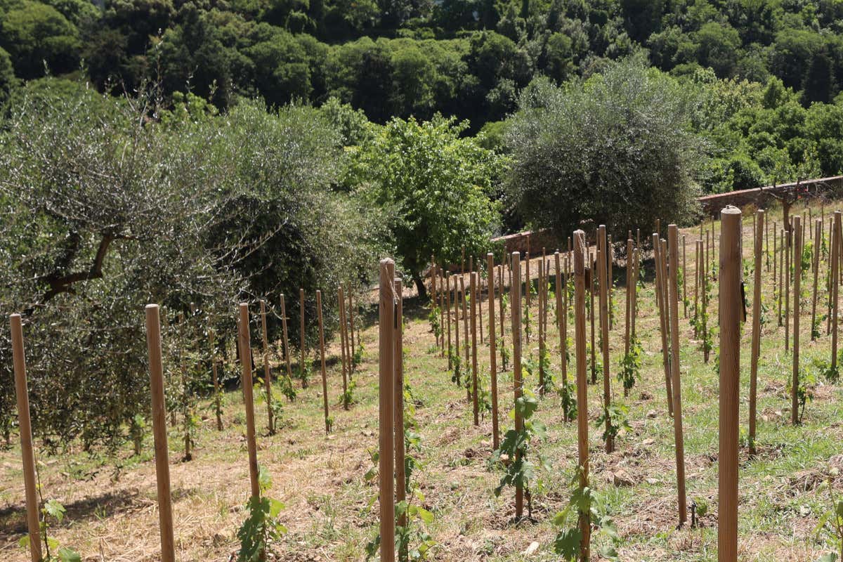 Vigna Michelangelo: il primo vigneto urbano di Firenze compie un anno Vigna Michelangelo: il primo vigneto urbano di Firenze compie un anno
