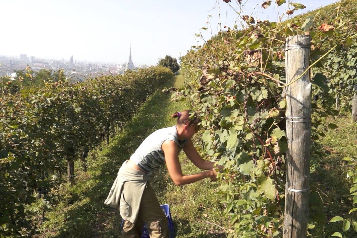 La Vigna della Regina a Torino passa a Michele Denegri ristorante