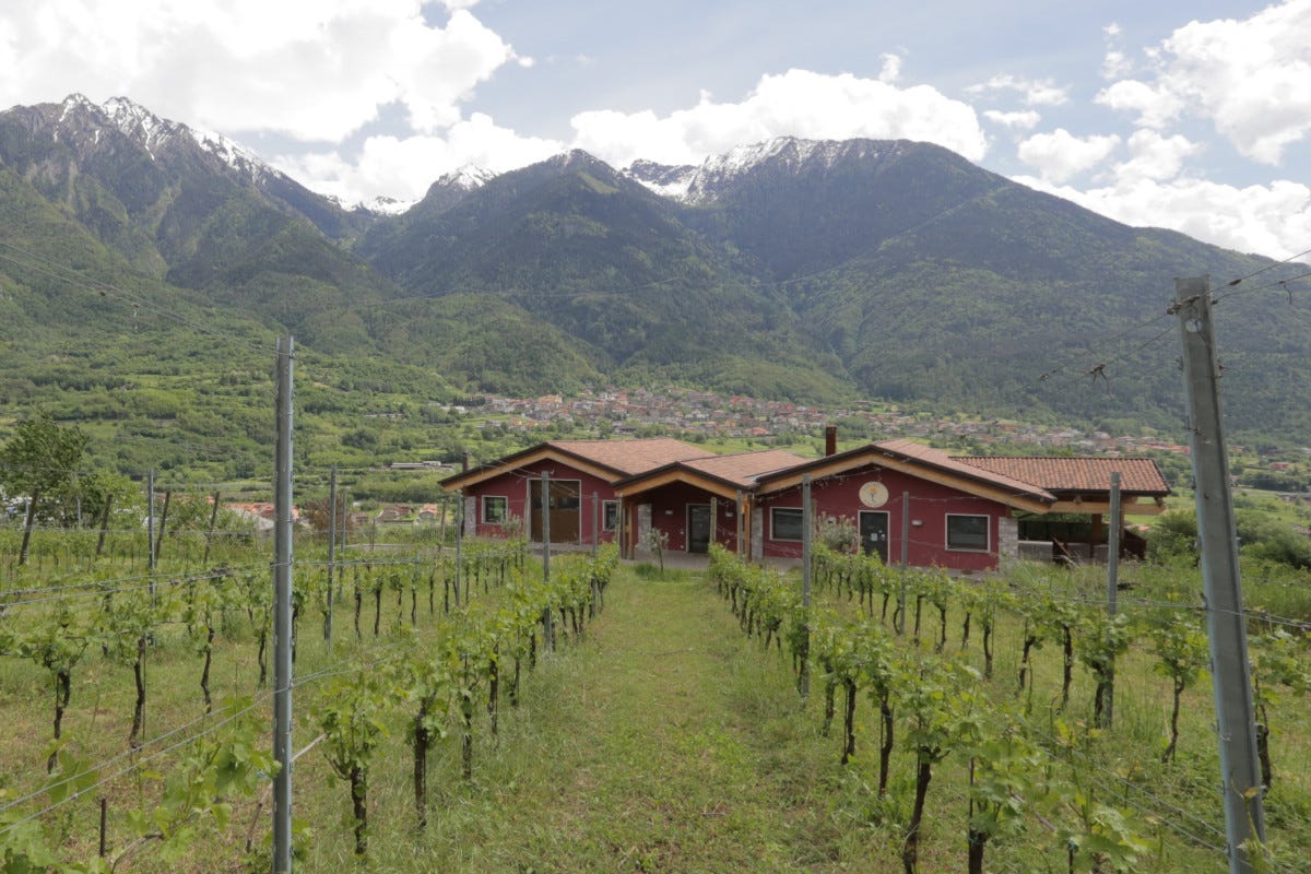 La cantina e i vigneti di Rocche dei Vignali  Rocche dei Vignali, viticoltura di montagna in Val Camonica